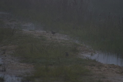 Dasyornis brachypterus