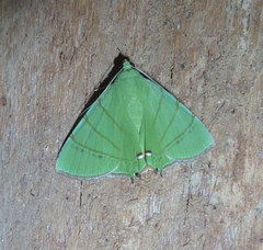 Eulepidotis viridissima
