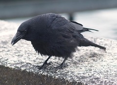 Corvus corone corone