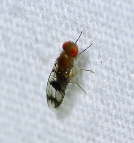 Unknown species found near Moose Hill Pkwy, Sharon, MA, US