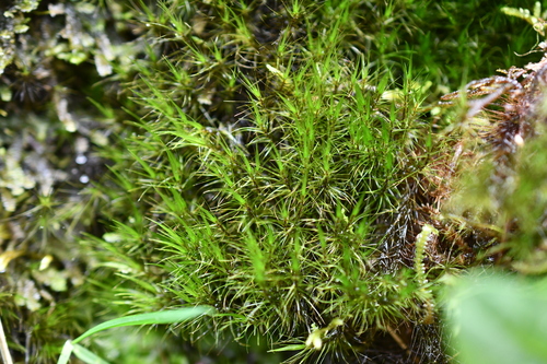 Campylopus setifolius observed 2025-10-06