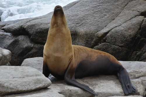 South American Sea Lion, photo 6 of 9