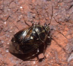 Deraeocoris nebulosus