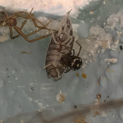 Steatoda grossa