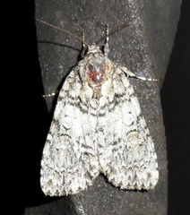 Acronicta retardata