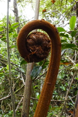 Alsophila celsa