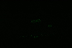 Mycena guzmanii