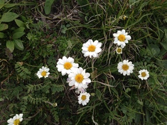Chrysanthemum integrifolium