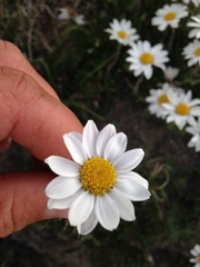 Chrysanthemum integrifolium