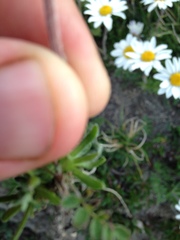 Chrysanthemum integrifolium
