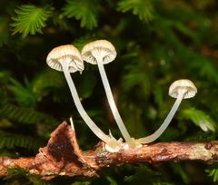 Mycena guzmanii