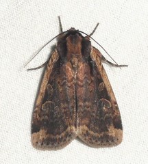 Eueretagrotis sigmoides