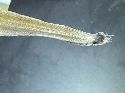 Duckbill oceanic eel (Nessorhamphus ingolfianus) — Derichthyidae — 4