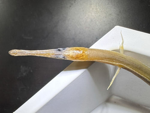 Duckbill oceanic eel (Nessorhamphus ingolfianus) — Derichthyidae — 3
