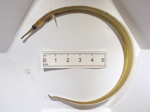 Duckbill oceanic eel (Nessorhamphus ingolfianus) — Derichthyidae