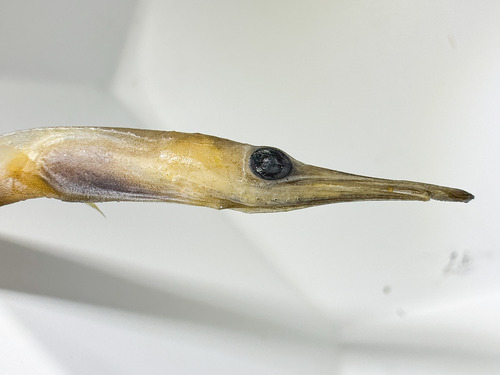Duckbill oceanic eel (Nessorhamphus ingolfianus) — Derichthyidae — 2