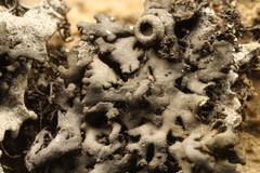 Phaeophyscia sciastra