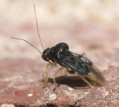 Pycnoderes