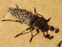 Rhipiceridae