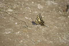 Papilio pilumnus
