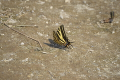 Papilio pilumnus