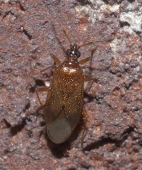 Amphiareus obscuriceps