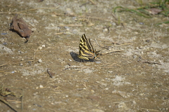 Papilio pilumnus