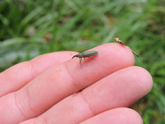 Lixus filiformis