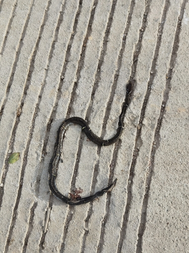 Mount Omei Keelback