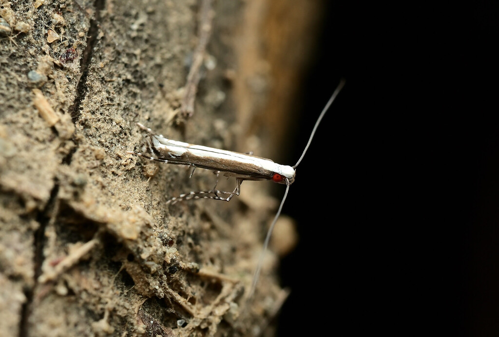 Cryptolectica pasaniae