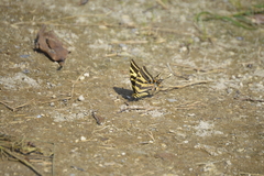 Papilio pilumnus