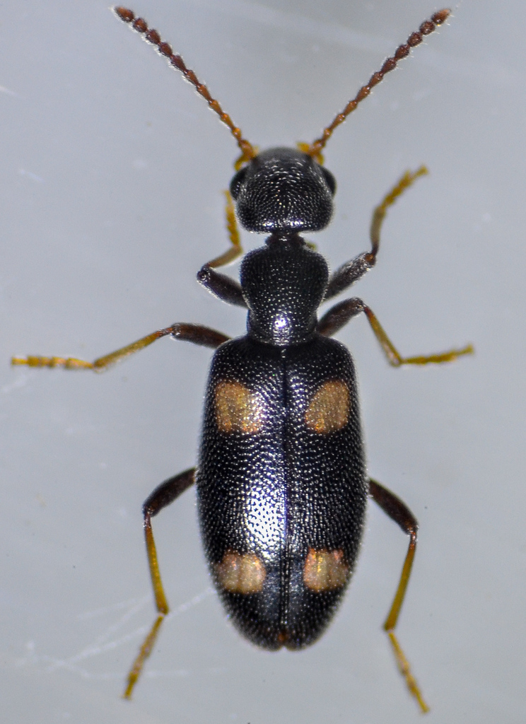 Leconte's Antlike Flower Beetle