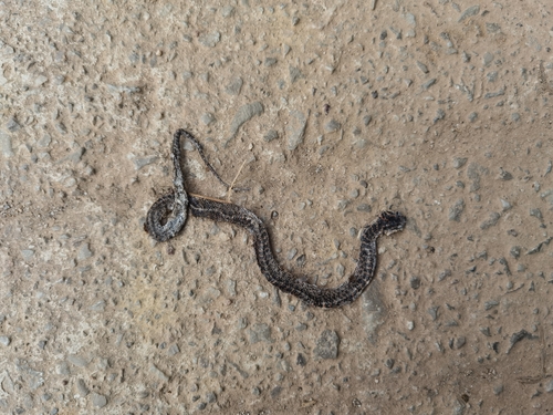 Red-banded Snake