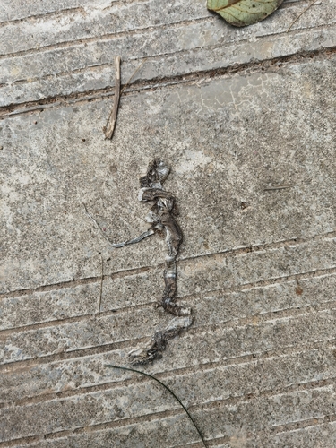 King Ratsnake
