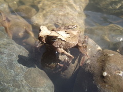 Ingerophrynus celebensis