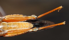Qualetta maculata