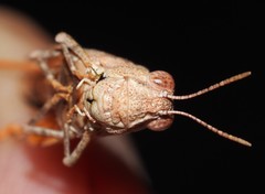 Qualetta maculata