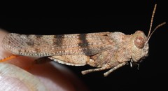 Qualetta maculata