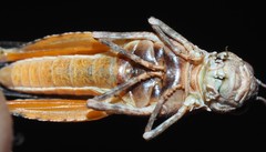Qualetta maculata