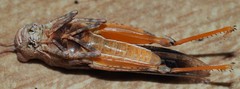 Qualetta maculata