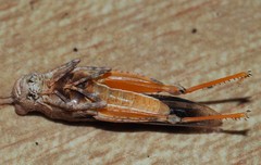 Qualetta maculata