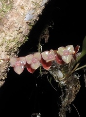 Stelis fulva