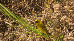 Crithagra citrinelloides