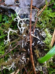 Cladonia mediterranea