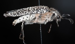 Rhipiceridae