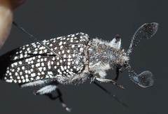 Rhipiceridae