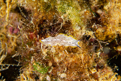 Prostheceraeus moseleyi