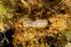 Prostheceraeus moseleyi
