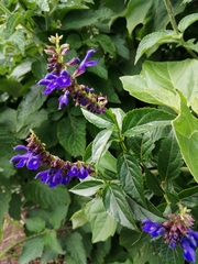 Salvia pteroura