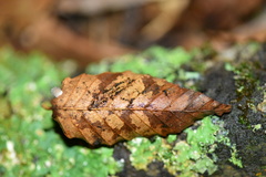 Mycena stylobates